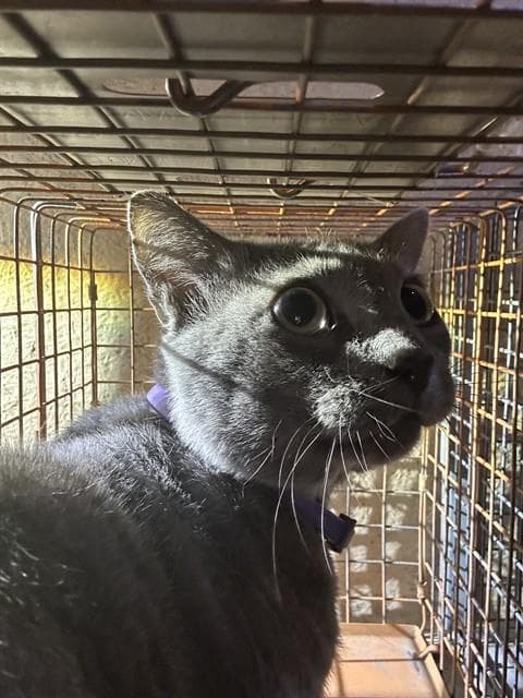 Unknown - Domestic Short Hair