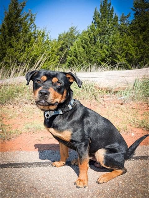 Benny - Rottweiler
