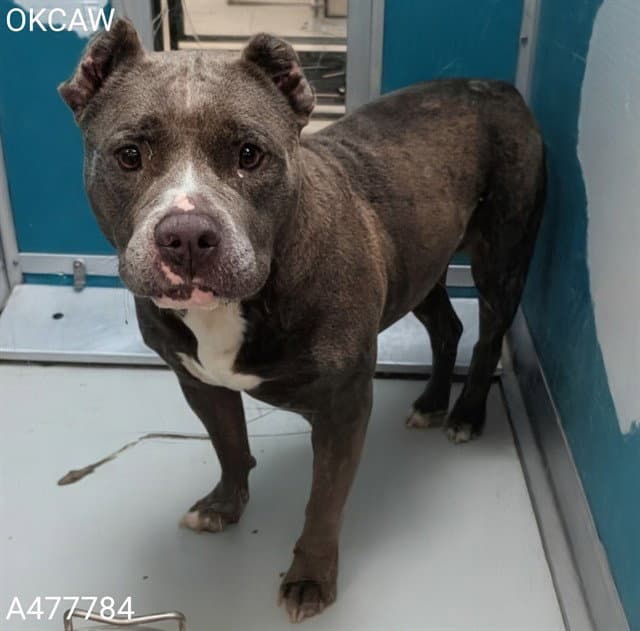 Unknown - Pit Bull Terrier