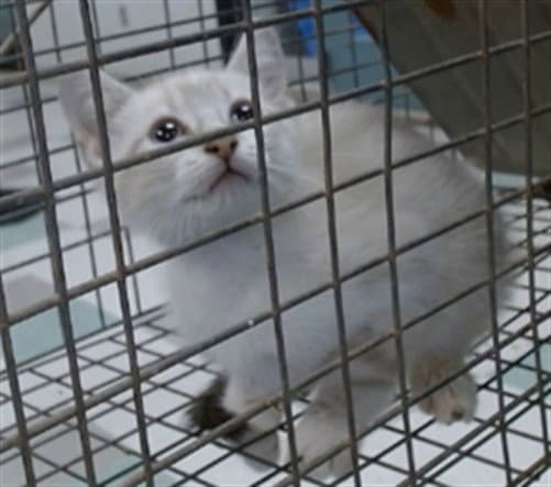 Unknown - Domestic Short Hair