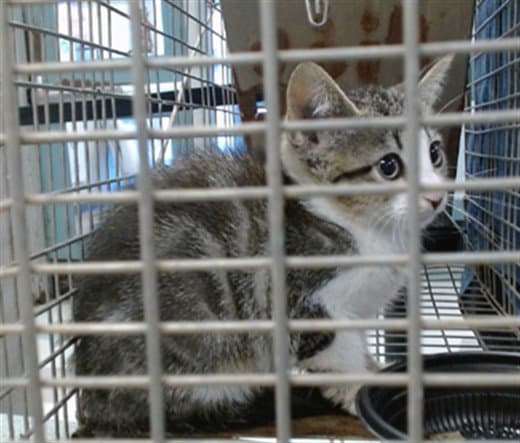 Unknown - Domestic Short Hair