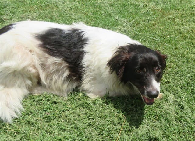 Unknown - Border Collie