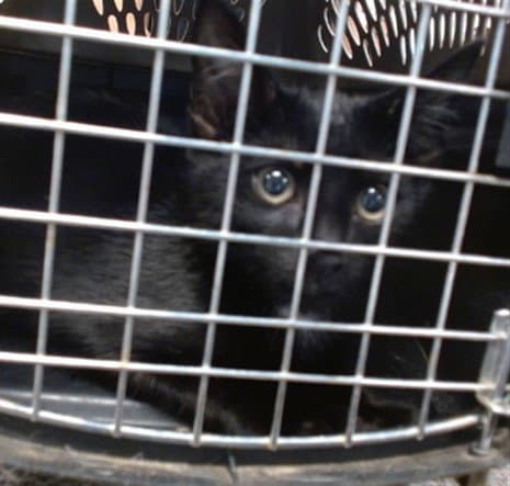 Unknown - Domestic Short Hair