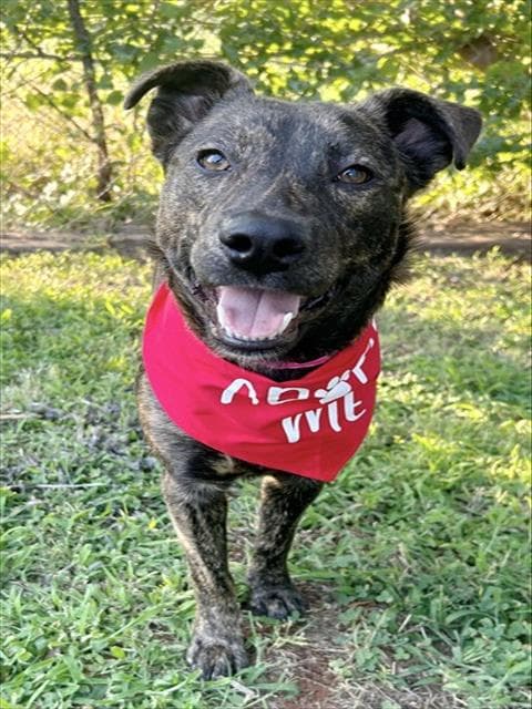 Jojo - Australian Cattle Dog/Blue Heeler