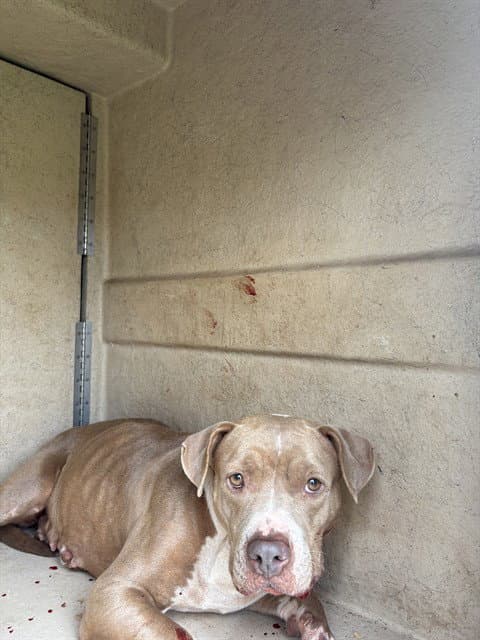 Penny - Pit Bull Terrier