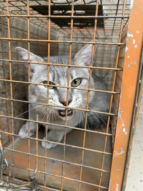 Chester - Domestic Medium Hair