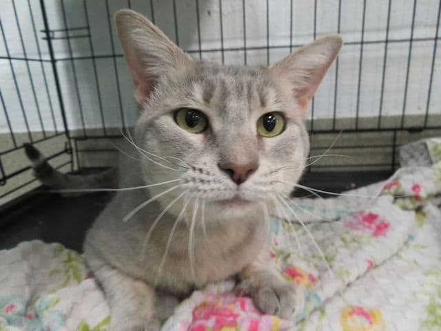 Chester - Domestic Medium Hair
