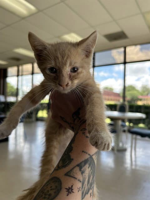 Unknown - Domestic Short Hair