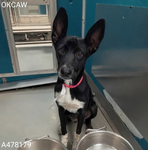 Neferet - Pharaoh Hound