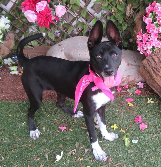 Neferet - Pharaoh Hound