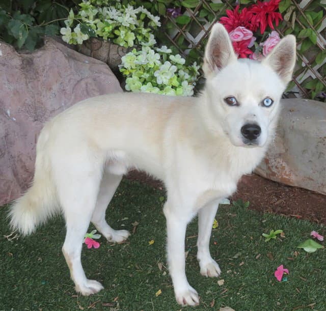 Unknown - Alaskan Klee Kai