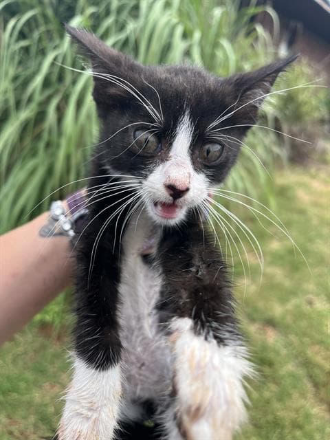 Unknown - Domestic Short Hair