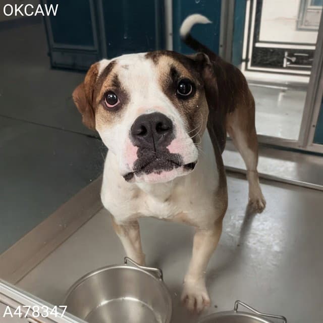 Unknown - Pit Bull Terrier