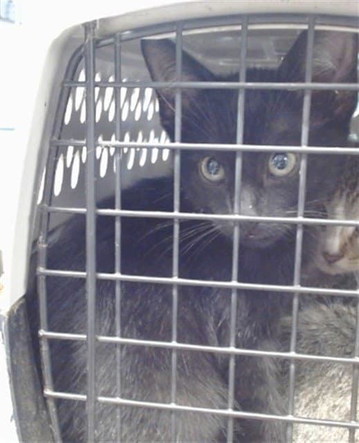 Unknown - Domestic Short Hair
