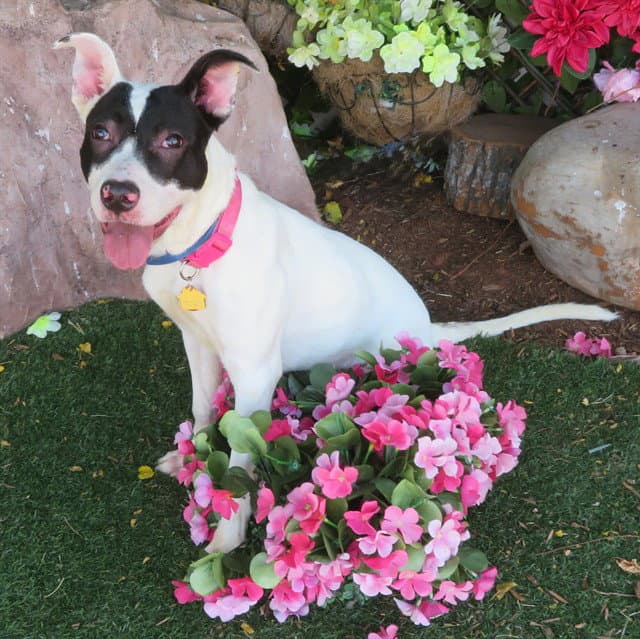 Unknown - Terrier