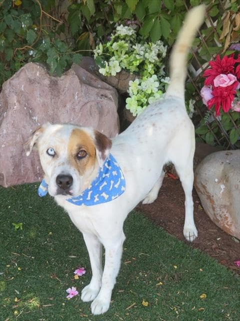 Fluffy - Australian Cattle Dog/Blue Heeler