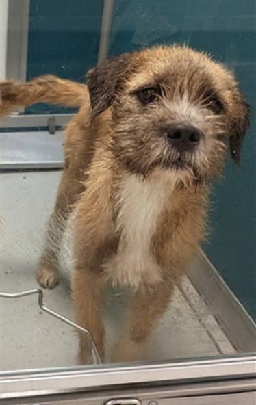 Unknown - Terrier