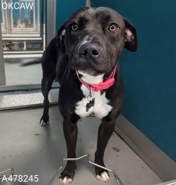 Penny - Pit Bull Terrier