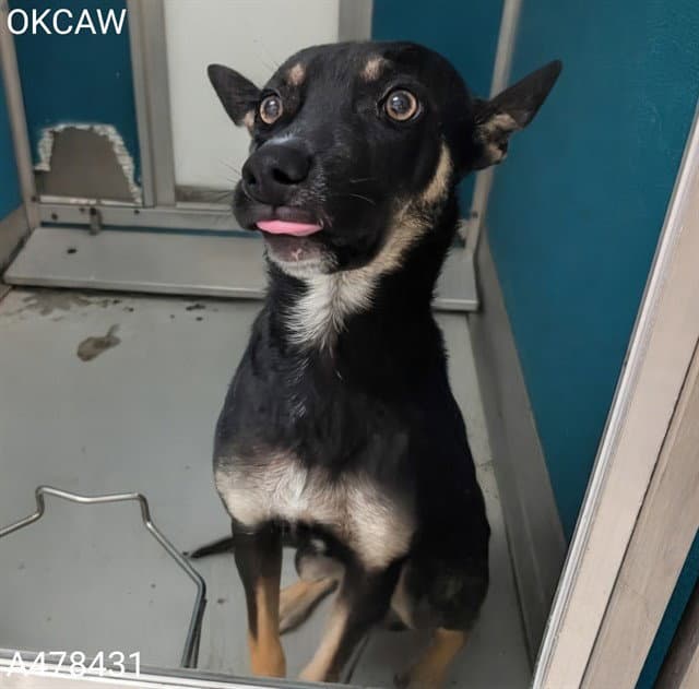 Valentina - Australian Kelpie