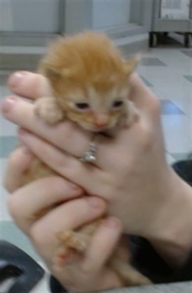 Unknown - Domestic Short Hair
