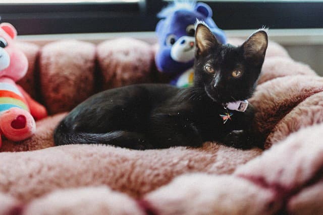 Nova - Domestic Short Hair