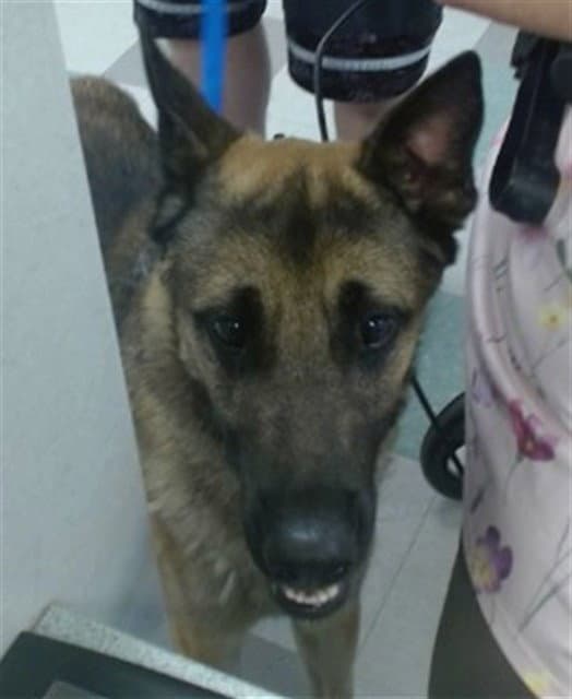 Unknown - German Shepherd Dog