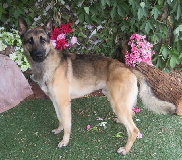 Unknown - German Shepherd Dog