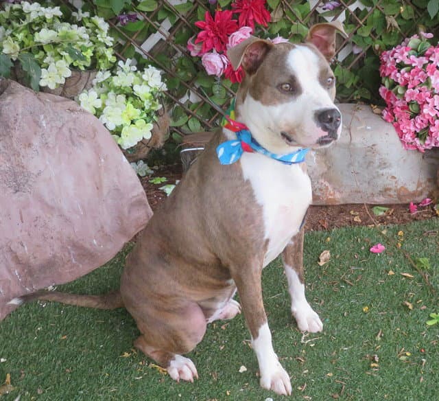 Vinny - Pit Bull Terrier