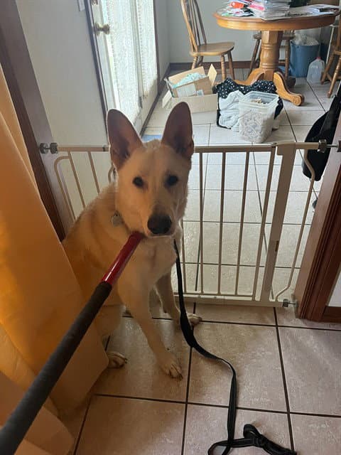 Unknown - German Shepherd Dog