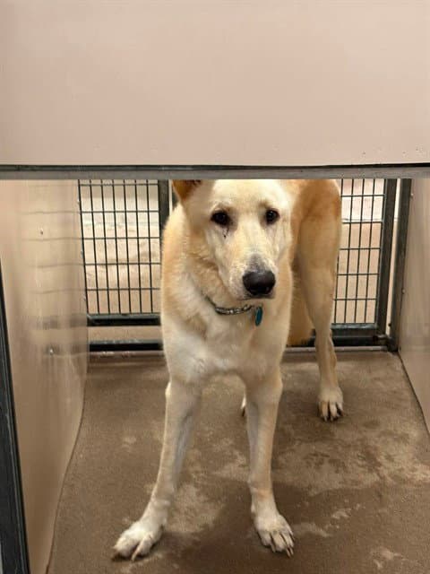 Unknown - German Shepherd Dog