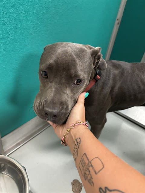Unknown - Pit Bull Terrier