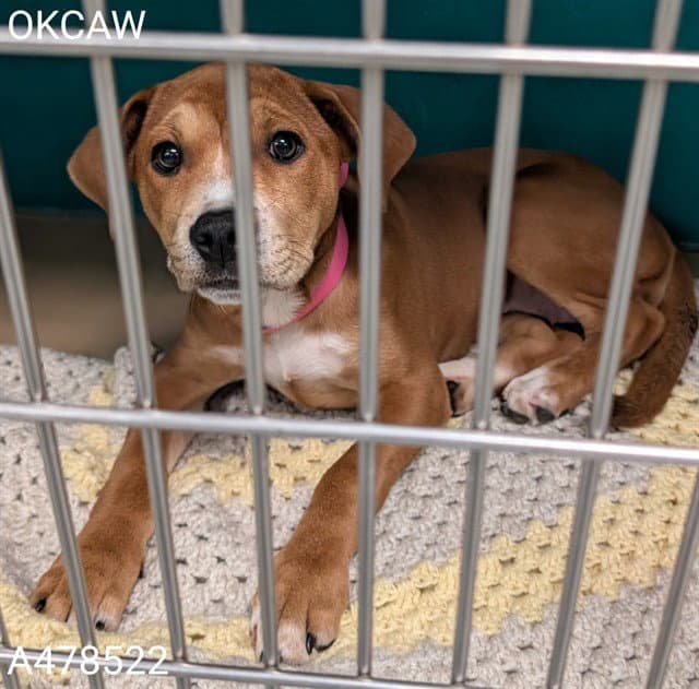 Unknown - Pit Bull Terrier
