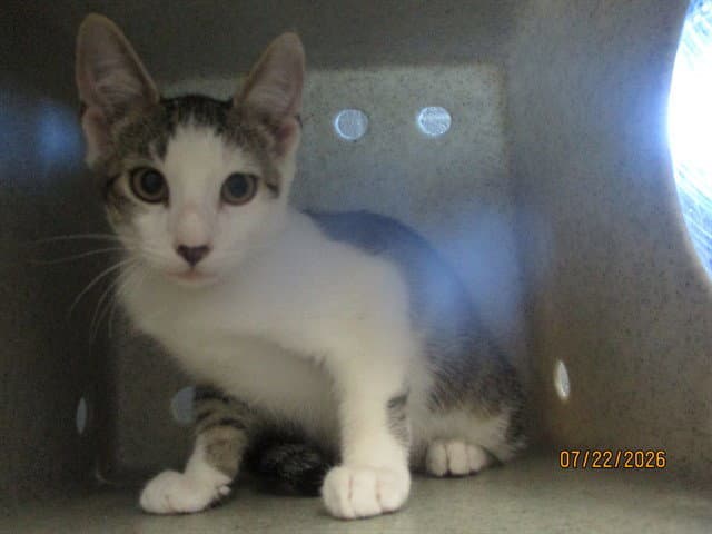 Unknown - Domestic Short Hair