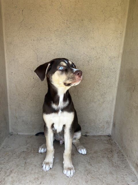 Unknown - Siberian Husky