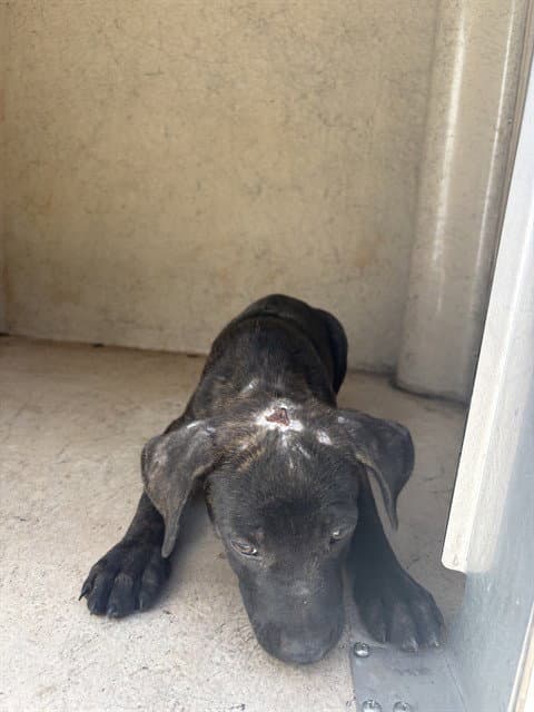 Unknown - Pit Bull Terrier
