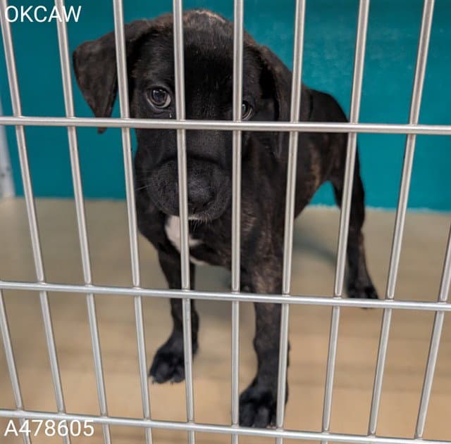 Unknown - Pit Bull Terrier