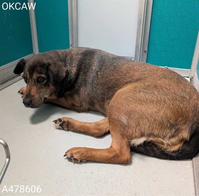 Unknown - German Shepherd Dog