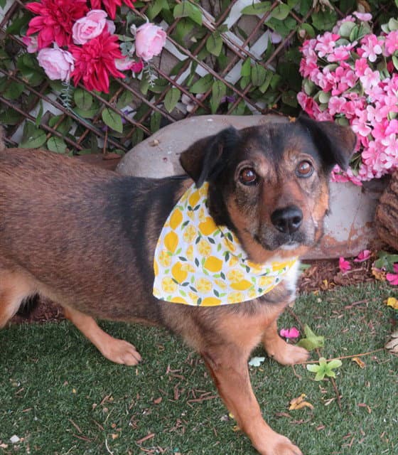 Unknown - German Shepherd Dog