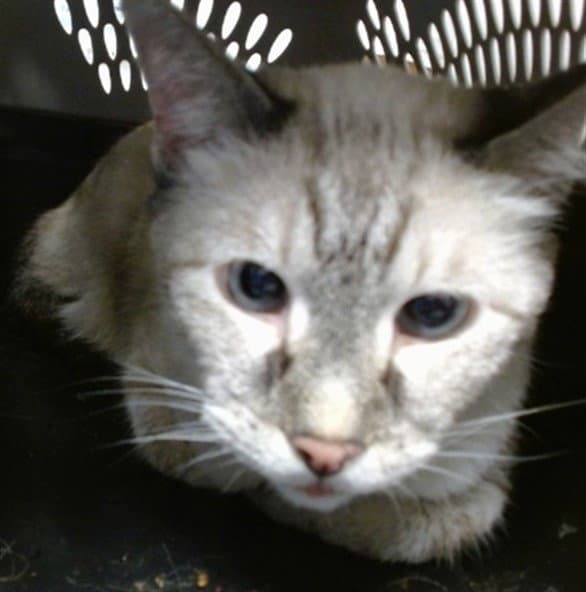 Neil - Domestic Short Hair