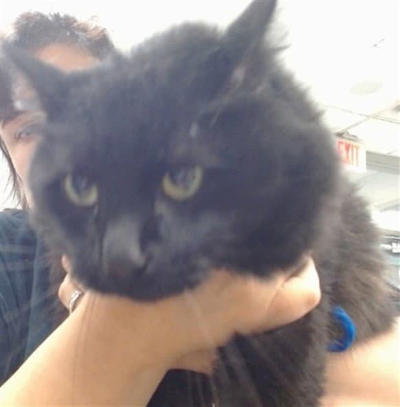 Lee Lee - Domestic Short Hair