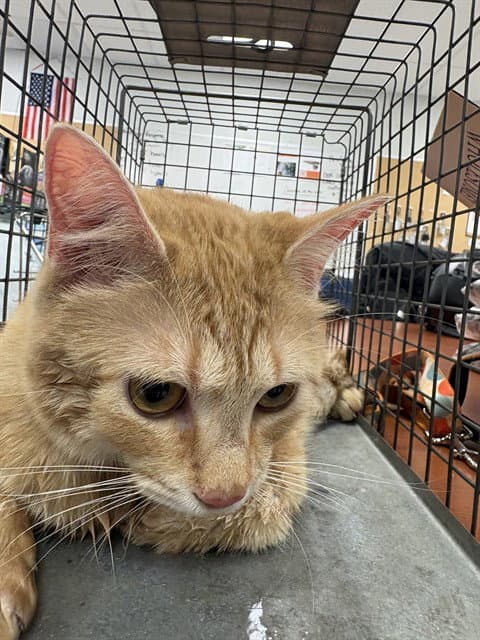 Unknown - Domestic Short Hair