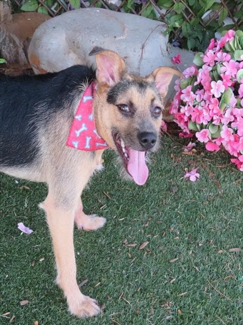 Tristan - Terrier