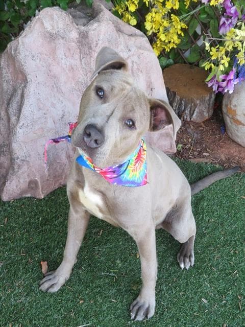 Ernie - American Pit Bull Terrier
