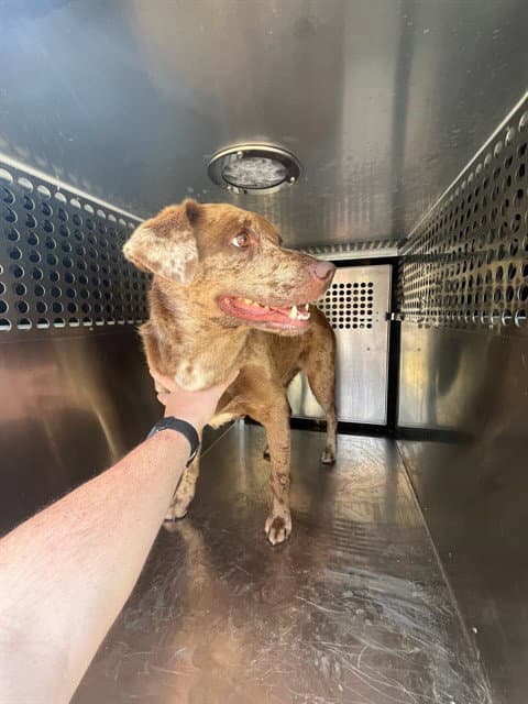 Unknown - Catahoula Leopard Dog