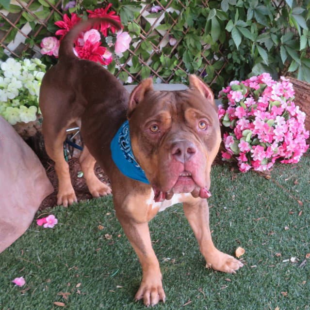 Ben - American Pit Bull Terrier