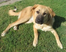 Bailey image 1