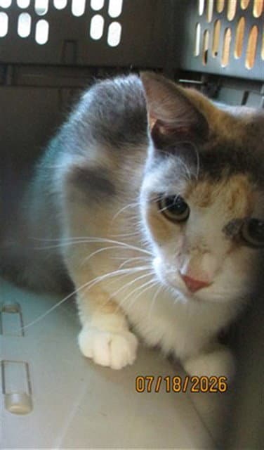 Unknown - Domestic Short Hair