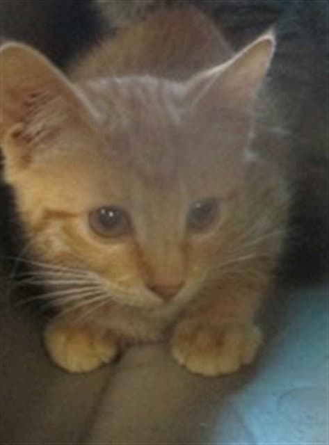 Unknown - Domestic Short Hair