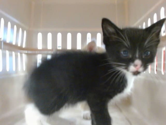 Kyle - Domestic Short Hair