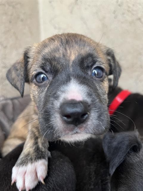 Unknown - Pit Bull Terrier